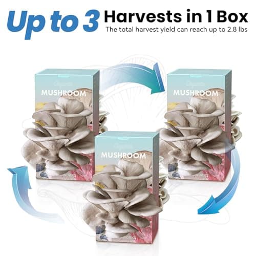 Organic Edible 4lbs Oyster Mushroom Growing Kit, Made in USA, Double-Side Mushroom Grow Kit Indoor, Harvest Gourmet Mushrooms in 10 Days, Top Gardening Gift, Holiday Gift - Thumbnail 4