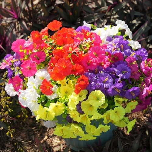 Fanfantoey Artificial Flowers for Outdoor, UV Resistant Fake Plants Outside Decoration, 14 Pcs Realistic Silk Morning Glory Faux Flowers for Porch Patio Gardens Home Decor(14, 6 Mixed) - Thumbnail 5