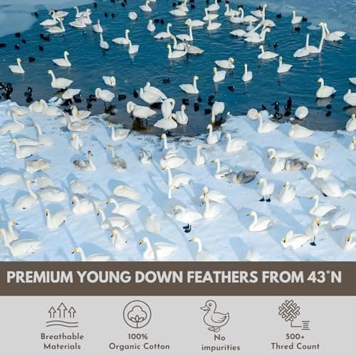 baisihan Down Feathers Pillows Standard Size Set of 2- Hotel Collection Bed Pillows | Feather-Proof 1000+ Clean | Naturally Resilient Pure | Pillows for Side, Back & Stomach Sleepers, 20"x30" 2 Pack - Thumbnail 3