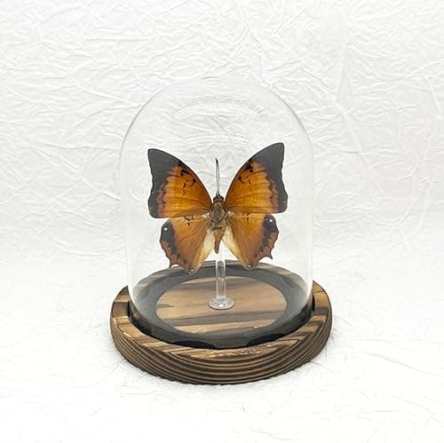 Wugakio Glass Taxidermy Butterfly Specimen Shadow Box, Butterfly Gifts for Women Girls with Glass Cover, Butterfly Decor for Bedroom Office Living Room Desk (Chelated Butterfly) - Image 1