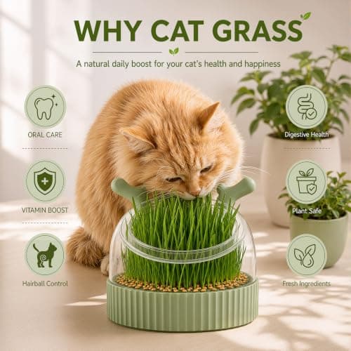 3-in-1 Slow Feeder Bowl, Cat Grass Growing Kit & Elevated Cat Food Bowl, - Thumbnail 2