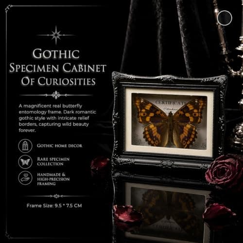 1Pcs Real Butterfly Framed Handmade, Taxidermy Butterfly Shadow Box Collection, Framed Butterfly Taxidermy for Oddities and Curiosities Gifts Tabletop Ornaments (#14-butterfly Specimen+photo Frame) - Thumbnail 6