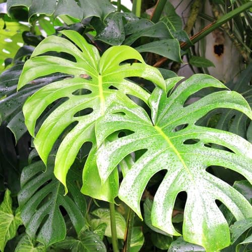 Leaf Plant Food 17.6 oz—A Liquid Plant Nutrient Suitable for Indoor and Outdoor Plants, Promoting Lush Foliage and Healthy Growth Ultra-Concentrated Formula-Yields 133 Gallons (17.6 oz) - Thumbnail 5