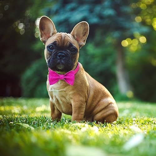 Jumpress Girl Dog Collar with Bow, Bling Female Bowtie Dog Collar for Puppy Small Dogs and Cats Daily Walking or Holiday Party (Hot Pink, Neck fit 9-12’’) - Thumbnail 4