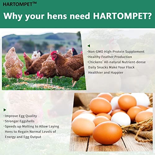 HARTOMPET Better Than Dried Mealworms for Chickens 10 lbs - 85X Calcium Than MealWorms - Non-GMO Chicken Feed Additive & Molting Supplement - black soldier fly larvae Treats for Hens, Ducks, Wild Bird - Thumbnail 4
