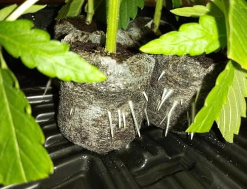 Rooting Powder, Rooting Hormone for Plant Cuttings and Transplanting, Plant Starter and Transplanting Fertilizer (8.8OZ) - Thumbnail 3