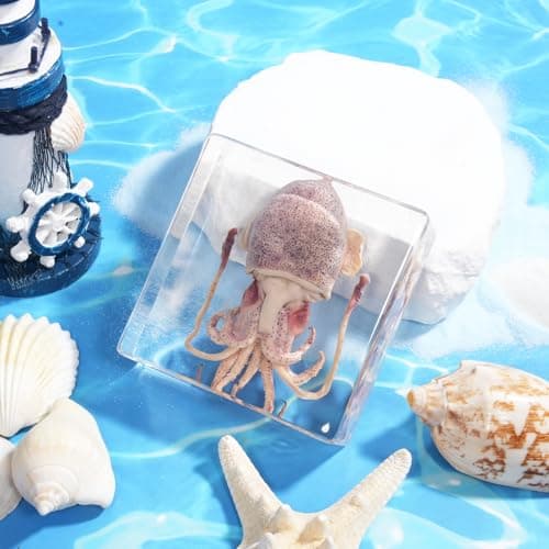 Taxidermy Squid, Professional SquidTaxidermy in Clear Resin, Ideal for School Lab Zoology Dissections, Unique Gifts for Specimen Collectors, Ocean Enthusiasts, and Loved Ones - Thumbnail 5