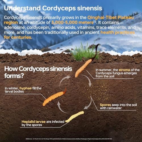 HUJ Cordyceps Mushroom Capsules - Cordyceps Supplement with Dual Mycelium - Kidney Health, Immune Health & Energy Support - 60 Capsules - Thumbnail 5