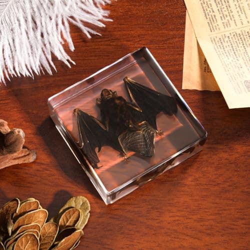 Taxidermy Bat, Real Bats Specimens High Quality Resin Animals for Science Classroom Science Education, Bat Decor Great Gift for Taxidermy, Animal Skull, Oddities, Biology (3 x 3 x 1 inch) - Thumbnail 6