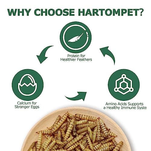 HARTOMPET Dried Black Soldier Fly Larvae for Chickens - Non-GMO Poultry Feed Supplement, 85X More Calcium Than Mealworms, 1LB BSF Worms Treat for Molting & Laying Hens, Ducks & Wild Birds - Thumbnail 3