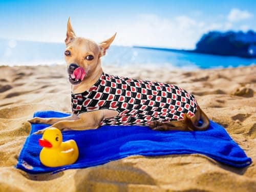Lightweight Breathable Dog Cooling Shirts, Quick Dry Dog Sunscreen Shirt, Professional Pet Summer Vest for Small Medium Large Girl Boy Dog - Thumbnail 2
