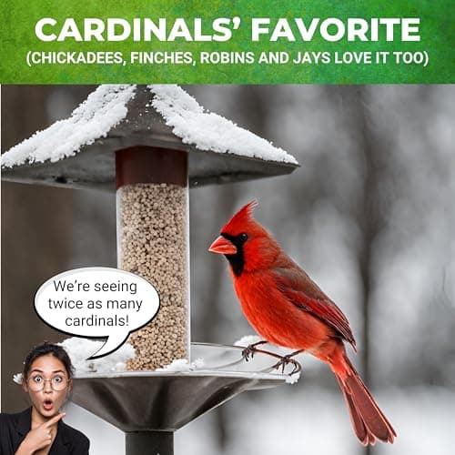 Nature Anywhere Safflower Bird Seed for Outside Feeders Safflower Supreme, 100% Pure Safflower Seed, Made in USA, No Fillers, Premium Wild Bird Food - Thumbnail 6