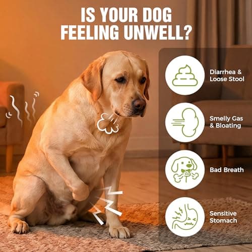 KISFLY Dog Probiotics 2 Billion CFU & 6 Strains - Advanced Digestive Support with Bacillus Subtilis - Soft Chews for Gut Health, Bloating & Healthy Stool - Daily Supplement for All Breeds - Thumbnail 2