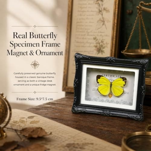 1Pcs Real Butterfly Framed Handmade, Taxidermy Butterfly Shadow Box Collection, Framed Butterfly Taxidermy for Oddities and Curiosities Gifts Tabletop Ornaments (#10-butterfly Specimen+photo Frame) - Thumbnail 5