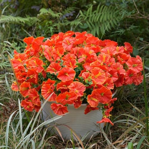 maxkes Artificial Flowers for Outdoors, UV Resistant Fake Silk Morning Glory, Realistic Faux Plants for Outside Porch Patio Window Box Hanging Planter (16, Orange) - Thumbnail 5