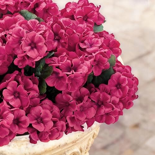 Karlliu Artificial Geranium Flowers for Outdoors: 6 PCS Realistic UV Resistant Faux Red Geranium Silk Flowers for Outdoor Planters Fade Proof Garden Fake Flowers Decor for Outside Porch - Rose Red - Thumbnail 4