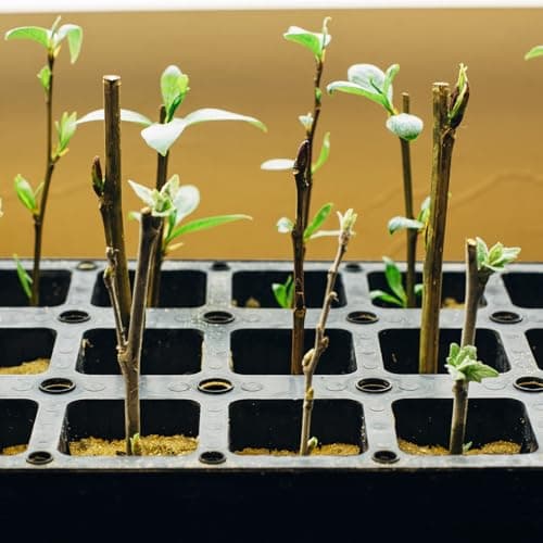 Rooting Powder, Rooting Hormone for Plant Cuttings and Transplanting, Plant Starter and Transplanting Fertilizer (8.8OZ) - Thumbnail 5