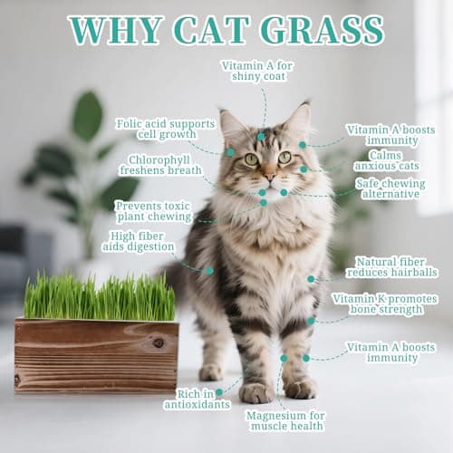 5-Pack Cat Grass Kit for Indoor Cats with Wood Planter, Grow Organic Non-GMO Wheat Grass in 4-7 Days, Aids Digestion & Hairball Control, Ideal Birthday Gift for Cat Lovers - Thumbnail 4