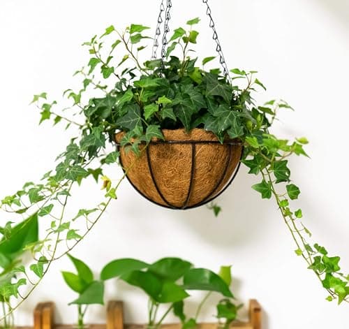 Kingbuy 12" Metal Hanging Basket for Herbs & Flowers – 6" Depth Rust-Resistant Wire with Coconut Liner & Adjustable Chains for Kitchen Window, Balcony & Garden - 2 Pack - Thumbnail 2
