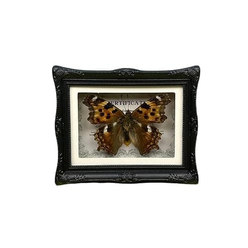 1Pcs Real Butterfly Framed Handmade, Taxidermy Butterfly Shadow Box Collection, Framed Butterfly Taxidermy for Oddities and Curiosities Gifts Tabletop Ornaments (#11-butterfly Specimen+photo Frame)
