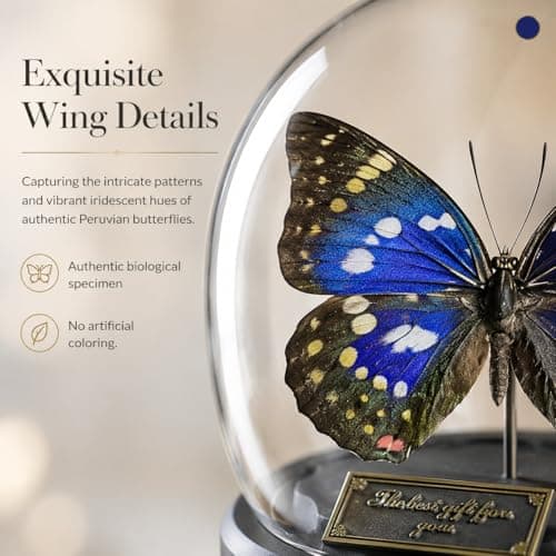 Wugakio Glass Taxidermy Butterfly Specimen Shadow Box, Butterfly Gifts for Women Girls with Glass Cover, Butterfly Decor for Bedroom Office Living Room Desk (Sasakia charonda formosana) - Thumbnail 3