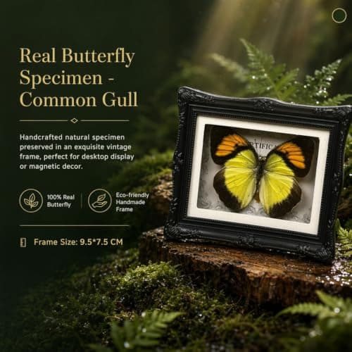 1Pcs Real Butterfly Framed Handmade, Taxidermy Butterfly Shadow Box Collection, Framed Butterfly Taxidermy for Oddities and Curiosities Gifts Tabletop Ornaments (#01-butterfly Specimen+photo Frame) - Thumbnail 3