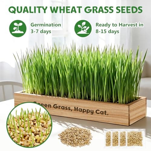 LUOJIBIE Cat Grass Kit for Indoor Cats, Cat Grass Seeds Set, Non-GMO Wheat Grass, Mother' s Day Gifts for Mom, Unique Christmas Birthday Gifts for Women Men Girl, House Warming Gifts for Cat Lover - Thumbnail 6