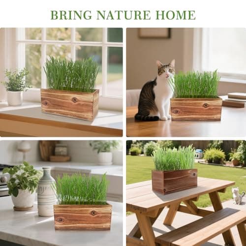 5-Pack Cat Grass Kit for Indoor Cats with Wood Planter, Grow Organic Non-GMO Wheat Grass in 4-7 Days, Aids Digestion & Hairball Control, Ideal Birthday Gift for Cat Lovers - Thumbnail 6