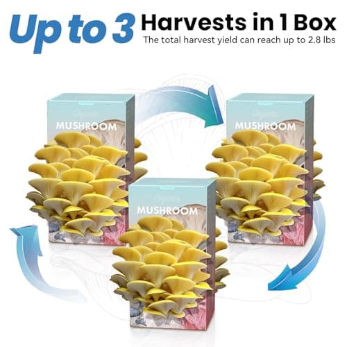 Organic Edible 4lbs Golden Oyster Mushroom Growing Kit, Made in USA, Double-Side Mushroom Grow Kit Indoor, Harvest Gourmet Mushrooms in 10 Days, Top Gardening Gift, Holiday Gift - Thumbnail 5