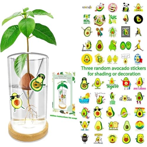 KONIDUN Avocado Seed Starter Vase - Avocado Tree Growing Kit with Base and Sticker, Glass Avocado Pit Sprouting Plant Pot Gift for Women, Gardening Lovers Home Office Table Decoration, Indoor No Seed - Thumbnail 2