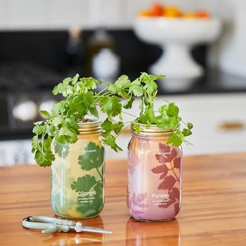 Modern Sprout New & Improved Mason Jar Grow Set 6pk, Indoor Herb Garden, Seed Starter Set, Organic Seeds, Hydroponic Growing (Basil + Mint + Parsley + Cilantro + Rosemary+ Lavender) - Thumbnail 4