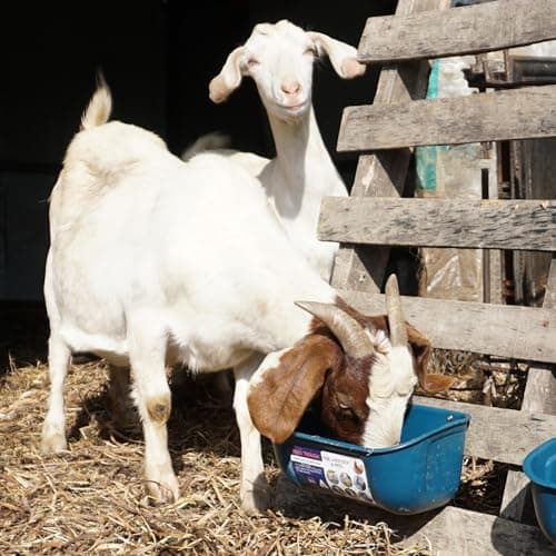 Goovilla Chicken Feeder Waterer, Hanging or Screw-in Fence Feeders with Clips, 2 Pack 5 Quart Goat Feeding Supplies, Duck Piglet Sheeple Coop Dog Livestock Poultry Plastic Feeder Trough Bucket, Blue - Thumbnail 6