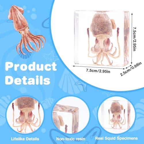 Taxidermy Squid, Professional SquidTaxidermy in Clear Resin, Ideal for School Lab Zoology Dissections, Unique Gifts for Specimen Collectors, Ocean Enthusiasts, and Loved Ones - Thumbnail 2