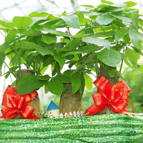 Leaf Plant Food Liquid Fertilizer 8.8 oz, Makes 66 Gallons, for Vibrant Green Leaves on Indoor Houseplants & Outdoor Garden Plants - Thumbnail 6