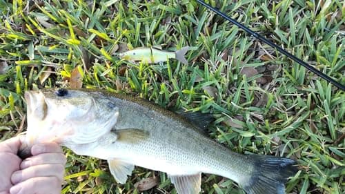 LITTMA Shiner Glide 130 Glide Baits, Slow Sinking Subtle S-Curve Action Jointed Swimbait - Midwest, South Lakes, Rivers, Freshwater Lure for Bass, Trout, Pike - Thumbnail 2