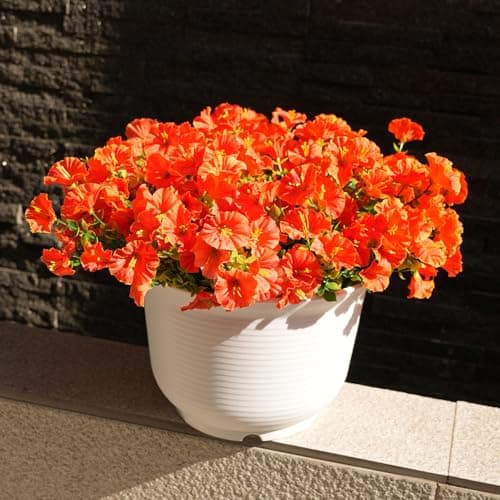 maxkes Artificial Flowers for Outdoors, UV Resistant Fake Silk Morning Glory, Realistic Faux Plants for Outside Porch Patio Window Box Hanging Planter (16, Orange) - Thumbnail 6