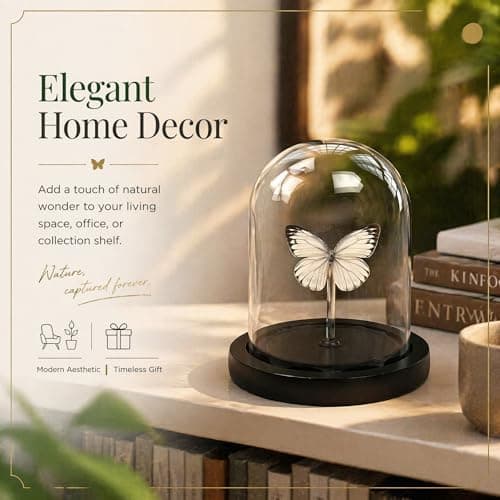 Real Taxidermy Butterfly Specimen Cepora Nadina Shadow Box, Butterfly Gifts for Women Girls with Glass Cover, Butterfly Decor for Bedroom Office Living Room Desk ﻿ - Thumbnail 4