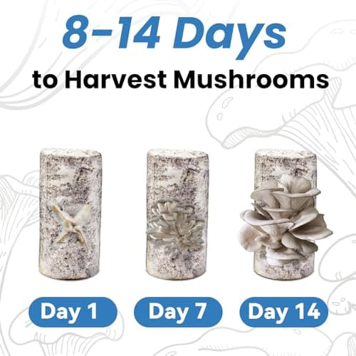 Organic Edible 4lbs Oyster Mushroom Growing Kit, Made in USA, Double-Side Mushroom Grow Kit Indoor, Harvest Gourmet Mushrooms in 10 Days, Top Gardening Gift, Holiday Gift - Thumbnail 5