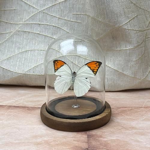 Wugakio Glass Taxidermy Butterfly Specimen Shadow Box, Butterfly Gifts for Women Girls with Glass Cover, Butterfly Decor for Bedroom Office Living Room Desk (Hebomoia glaucippe) - Image 1