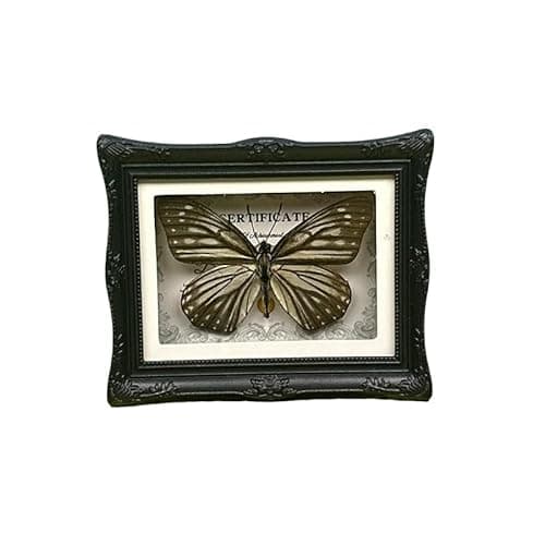 1Pcs Real Butterfly Framed Handmade, Taxidermy Butterfly Shadow Box Collection, Framed Butterfly Taxidermy for Oddities and Curiosities Gifts Tabletop Ornaments (#07-butterfly Specimen+photo Frame) - Image 1