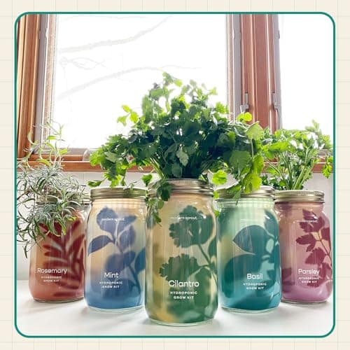Modern Sprout Mason Garden Jar - Self-Watering Hydroponics Growing System Kit with Organic Herb Seeds - Jar Planter for Indoor Herb Garden - Seed Starter Kit - Home Decor & Gifting - Basil - Thumbnail 6