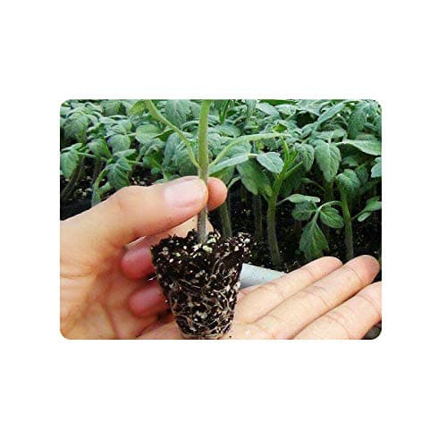 RooTrimmer 10 Pack 200 Cell Seed Starter Trays- Thick Durable Plastic Nursery Flats with Drainage Holes for Seedlings, Propagation, Seed Germination, Fits YB01 Shallow 1020 Trays 1.3" Height - Thumbnail 6
