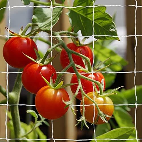 Tcamp Heavy-Duty Polyester Garden Trellis Netting Plant Climbing Net for Growing Vines Plants Vegetables Fruits Flowers, White Grow Tent (5Ft x15Ft, 3.5" Opening Mesh, 1 Pack) - Thumbnail 6