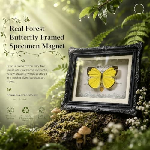 1Pcs Real Butterfly Framed Handmade, Taxidermy Butterfly Shadow Box Collection, Framed Butterfly Taxidermy for Oddities and Curiosities Gifts Tabletop Ornaments (#10-butterfly Specimen+photo Frame) - Thumbnail 3