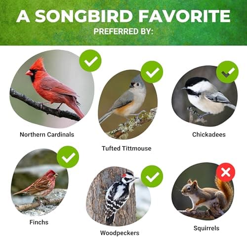 Nature Anywhere Safflower Bird Seed for Outside Feeders Safflower Supreme, 100% Pure Safflower Seed, Made in USA, No Fillers, Premium Wild Bird Food - Thumbnail 4