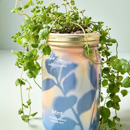 Modern Sprout Garden Jar Gift Pack - Self-Watering Hydroponics Growing System Kit with Organic Herb Seeds - Seed Starter Kit for Indoor Herb Garden - Home Decor & Gifting - Basil, Parsley & Mint - Thumbnail 2