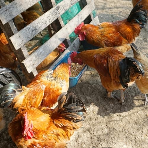 Goovilla Chicken Feeder Waterer, Hanging or Screw-in Fence Feeders with Clips, 2 Pack 5 Quart Goat Feeding Supplies, Duck Piglet Sheeple Coop Dog Livestock Poultry Plastic Feeder Trough Bucket, Blue - Thumbnail 5