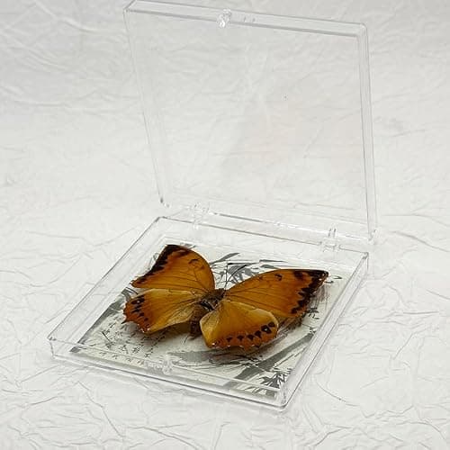 Wugakio 6pcs Collected Butterfly Specimen Display Box Educational Transparent Butterfly Showcase for Students for Home Decoration and Teaching Aid for Collectors and Nature Enthusiasts - Thumbnail 6