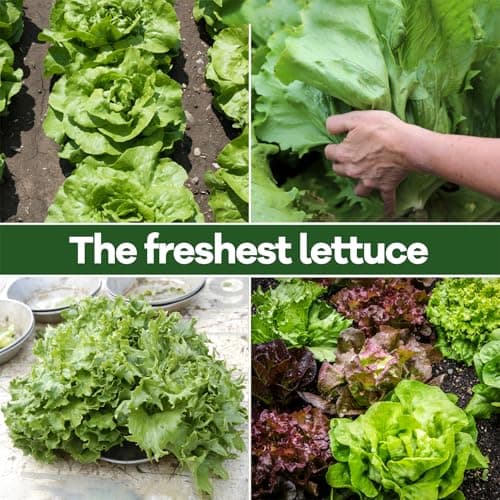 LUOJIBIE Lettuce Seeds for Planting Outdoors, Vegetable Garden Seeds, 8 Varieties Non-GMO Heirloom Lettuce Seeds (Romaine, Red Leaf, Italian, Batavian, and More) for Fresh Salad Greens, Fast Growing - Thumbnail 6
