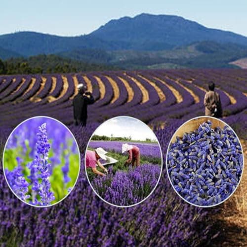 Premium Dried Lavender Flowers Tea - 5A Top Grade - 100% Natural Edible Flowers Culinary Dried Buds - Non-GMO - Caffeine-Free - Perfect for Tea, Lemonade, Baking, Baths (Lavender(4.23oz/120g)) - Thumbnail 6